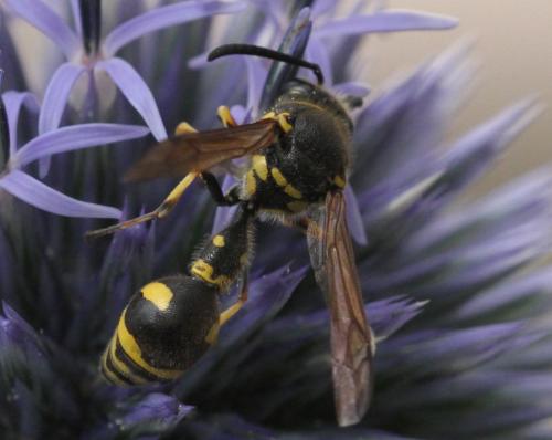 Eumenes sp.